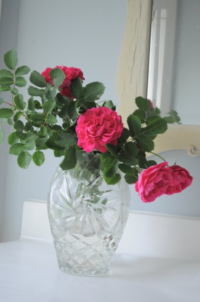 粉色玫瑰特别图片下载