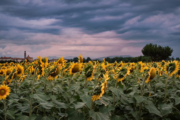 向日葵田上的雨云图片下载