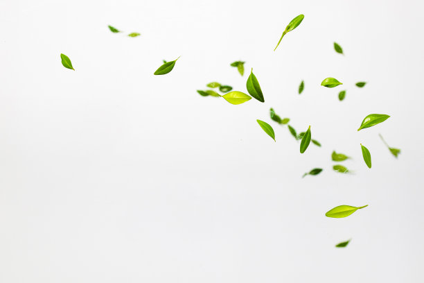 散落的绿叶在白色的背景上。悬浮的概念。俯视图平放夏收概念图片下载