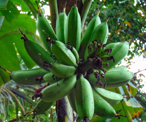 绿色香蕉图片下载