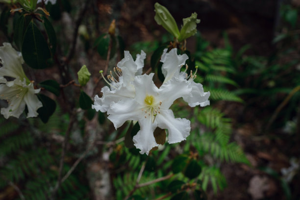 泰国温室里美丽的兰花图片下载