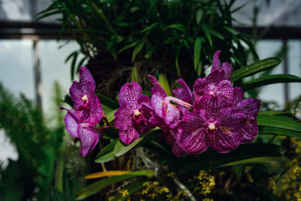 泰国温室里美丽的兰花图片下载
