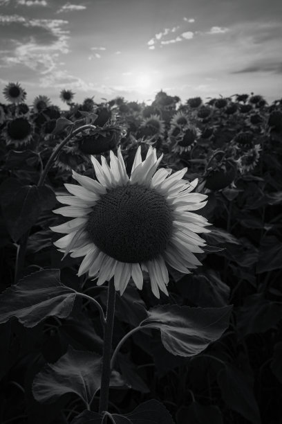 一朵黑白相间的向日葵图片下载