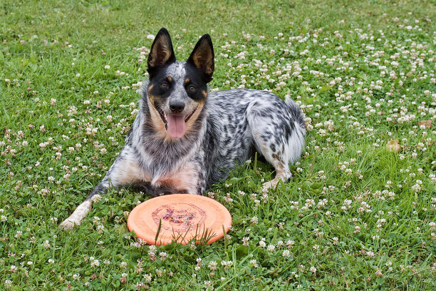 一只狗和他的飞盘图片下载