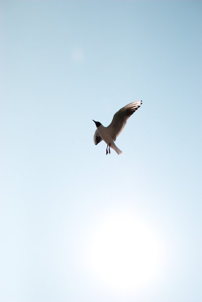 海鸥在巡航高度图片下载