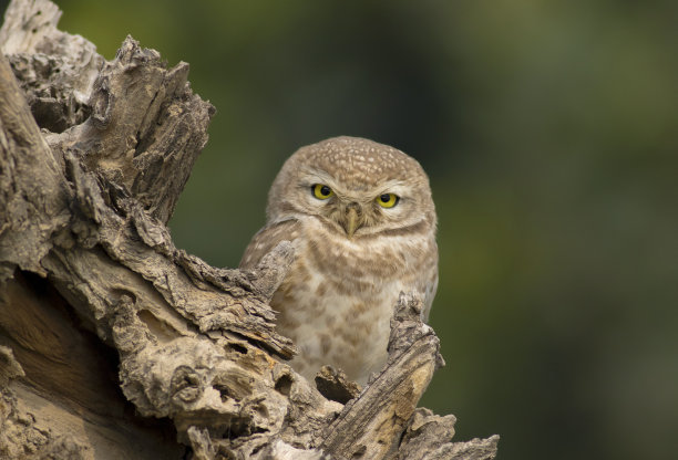 猫头鹰图片下载