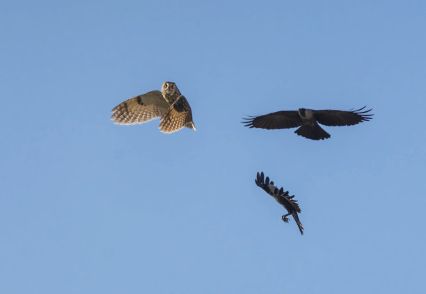 猫头鹰图片下载