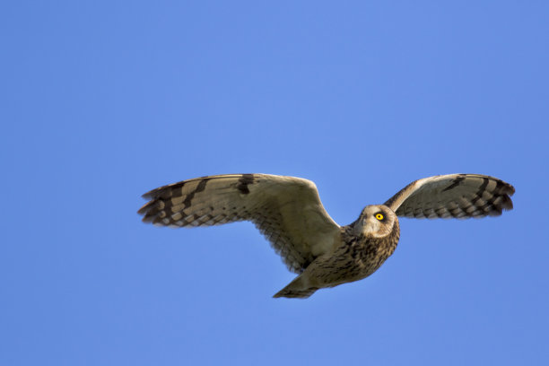 猫头鹰图片下载