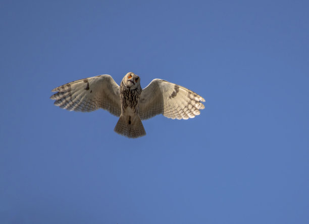 猫头鹰图片下载
