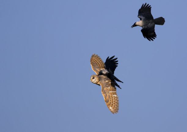 猫头鹰图片下载