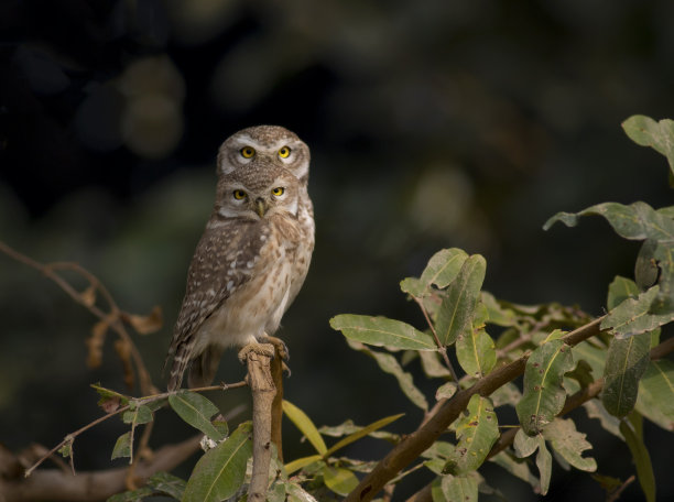 猫头鹰图片下载