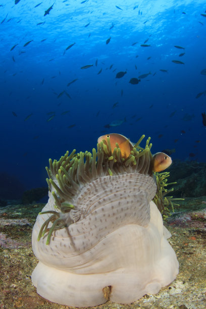 珊瑚礁上的海葵和鱼图片下载