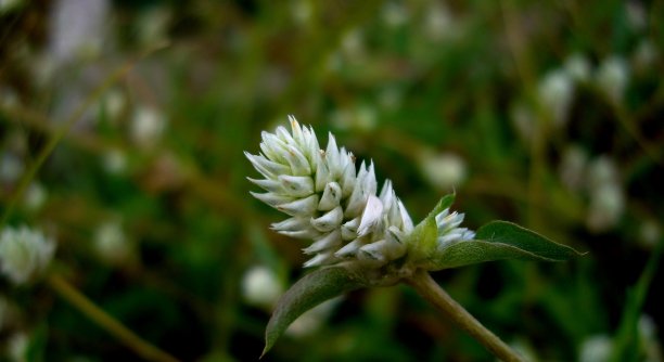 花布卢塔帕龙波图拉科伊德斯图片下载