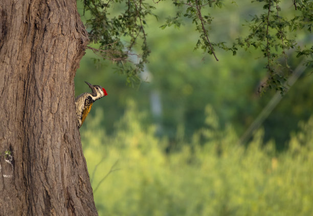 啄木鸟图片下载