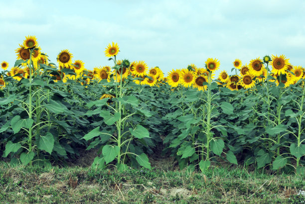 在向日葵田南24 pargana西孟加拉印度图片下载