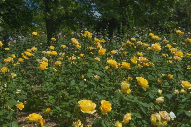 库克公园玫瑰。图片下载