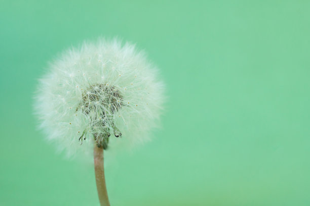 在夏季，绿色背景中的蓬松的蒲公英花头图片下载