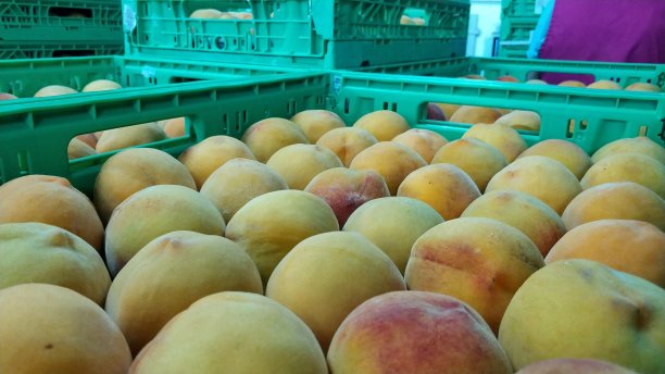 黄色的桃子图片下载