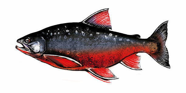 红点鲑,鲑鱼。鱼集合图片下载