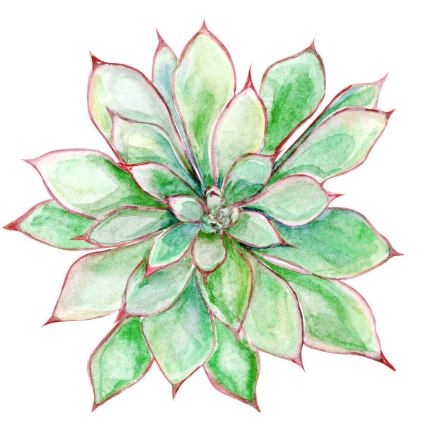 肉质的，长着绿色的叶子图片下载