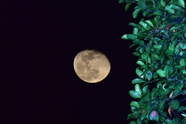 月亮与树图片下载