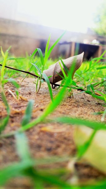 在草地上干燥的叶子特写垂直墙纸图片下载