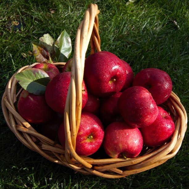 篮子里的红苹果图片下载