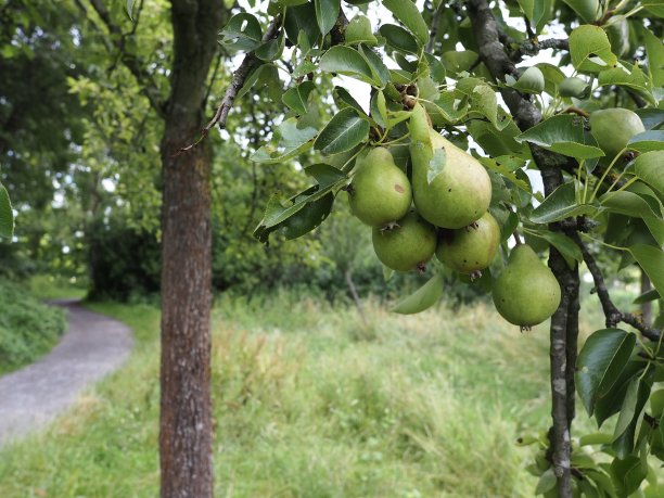 梨树在树林里图片下载