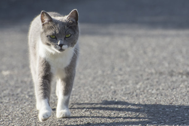 一只流浪猫沿着街道跑，看着摄像机。街上的猫。副本的空间。图片下载