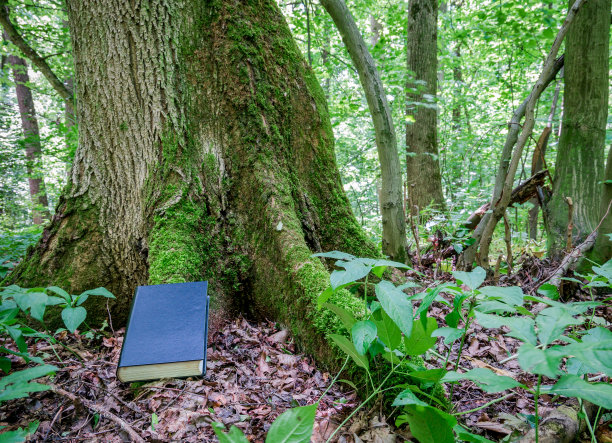 一棵长满青苔的树旁放着一本黑色皮封面的书。图片下载