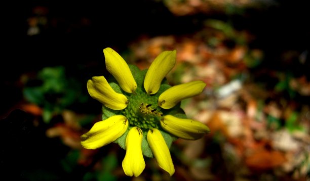 弗洛尔贝兰迪亚亚卡索利斯图片下载