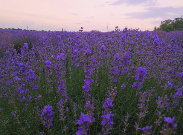 日落背景上的薰衣草田图片下载