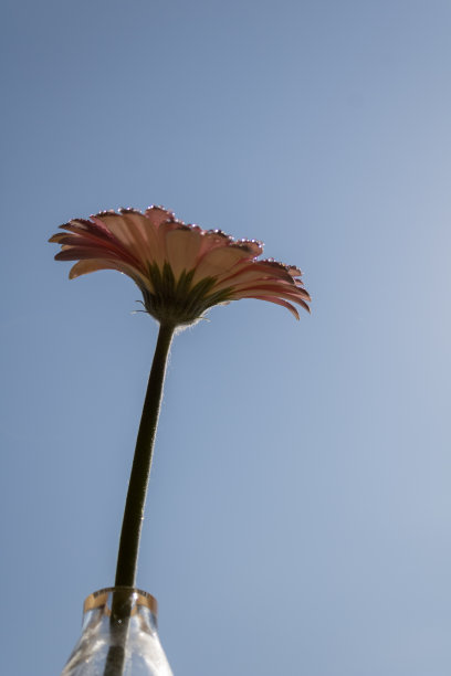 非洲菊花开蓝天图片下载
