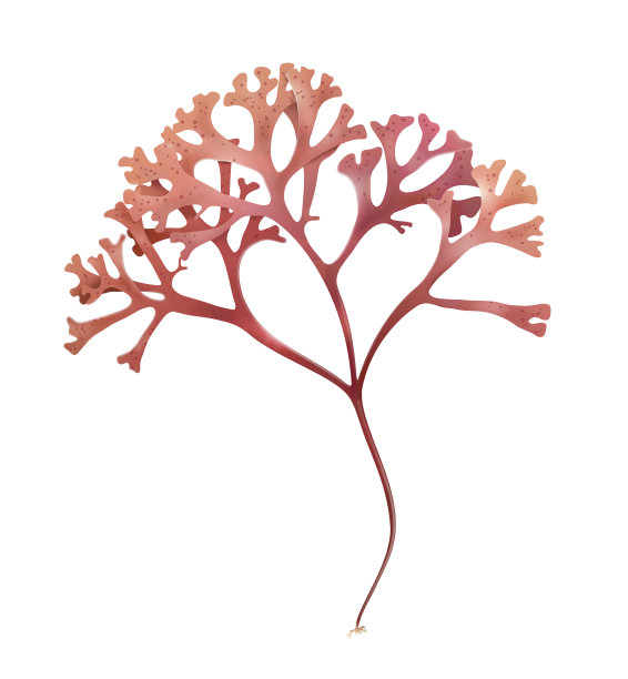 爱尔兰苔藓(Chondrus crispus)。红藻图片下载