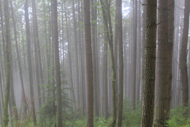 雾蒙蒙的森林图片下载