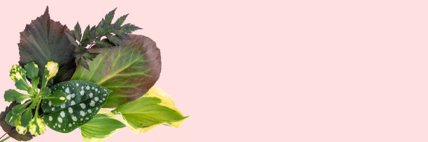 美丽的叶子在粉红色的旗帜背景。平躺，俯视图图片下载