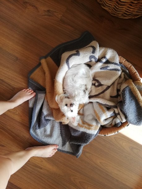 马耳他狗图片下载