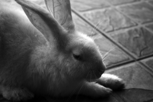 一只兔子。图片下载