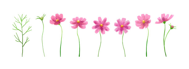 粉色宇宙花的孤立矢量插图。手绘水彩背景。图片下载