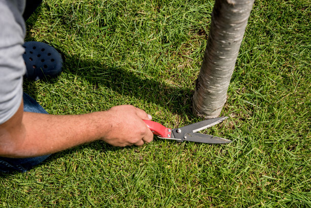 用花园剪刀修剪草坪的专业园丁图片下载