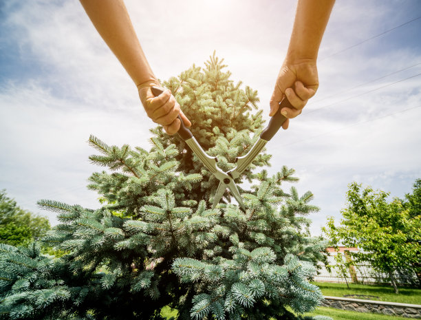 用园艺剪刀修剪树木的专业园丁图片下载