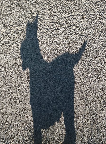 Westie狗的影子嘴张开图片下载