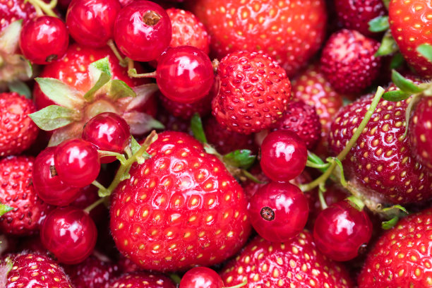 红浆果，草莓，红醋栗和野草莓图片下载
