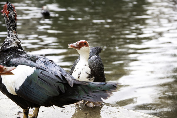 鸭子在池塘里图片下载