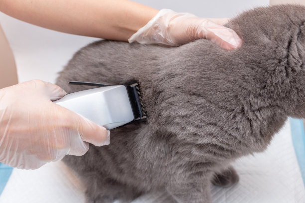 用理发器给宠物梳理毛发的过程图片下载