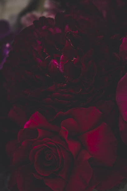 深红色花朵图片下载