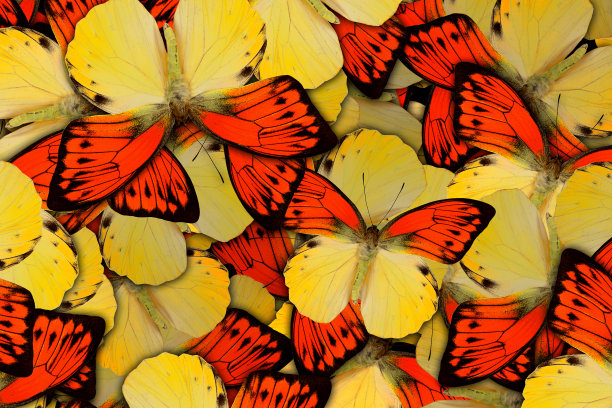 蝴蝶图案。美丽的背景。墙纸、纺织品、印花设计图片下载