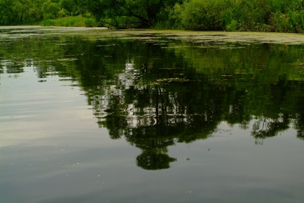 夏天小河长满了草图片下载