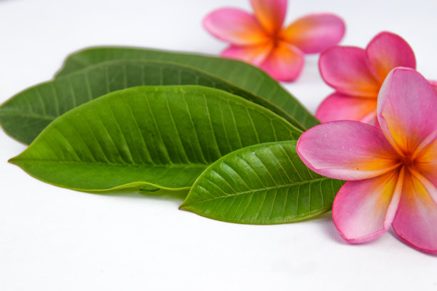 美丽的热带鸡蛋花(鸡蛋花)花和叶孤立在白色的背景图片下载