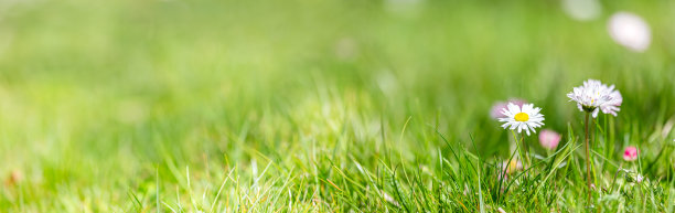 夏日景观与鲜花草地在阳光灿烂的日子素材图片